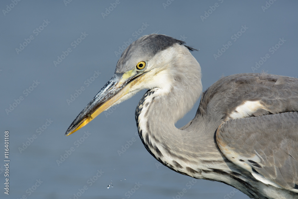 Fototapeta premium Graureiher auf Nahrungssuche am See - Fischreher