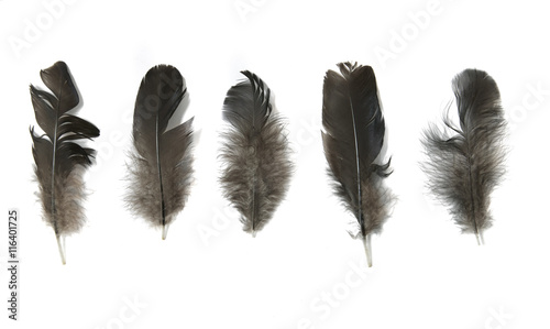 Assorted small black bird feathers isolated on a white background