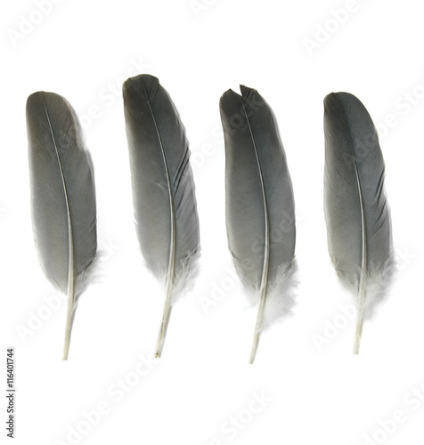 Assorted grey bird feathers isolated on a white background