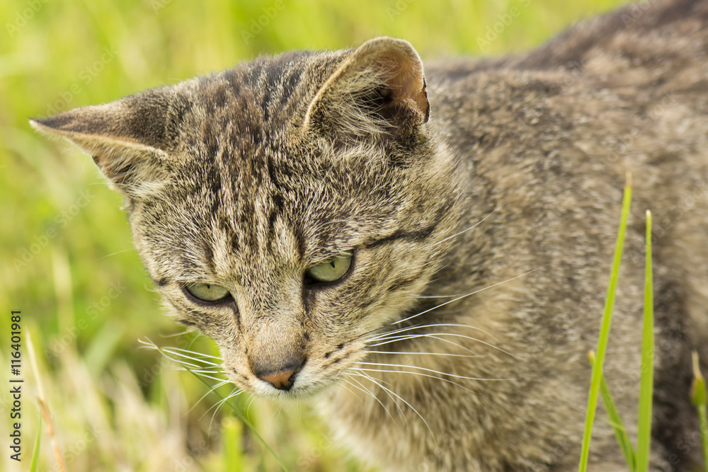 Gray tabby cat on the prowl in the grass. Gray tabby cat on the prowl in the grass.