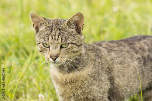Gray tabby cat on the prowl in the grass. © lapis2380