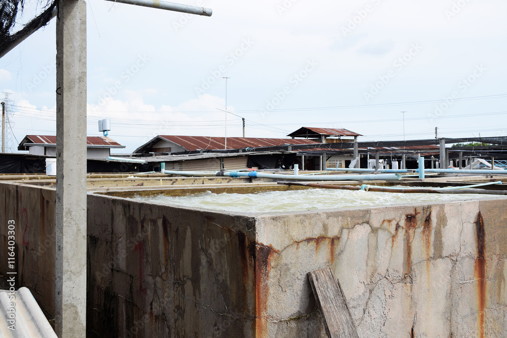 The Shrimp concrete farming. A fish hatchery in Thailand. breed The Shrimp concrete farming. A fish hatchery in Thailand. breed