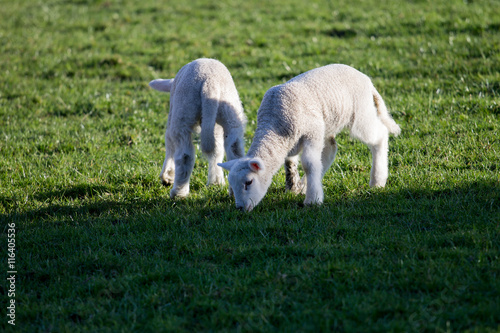 pair of newborn lambs grazing in field 