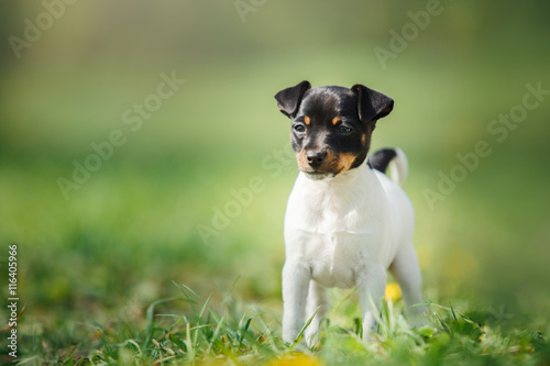 Dogs breed Toy fox terrier puppy