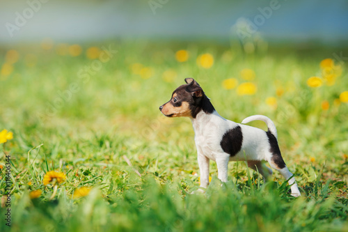 Valokuva Dogs breed Toy fox terrier puppy
