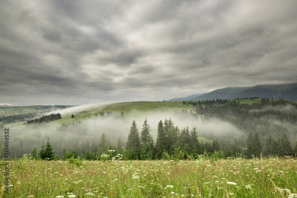 Fototapeta premium Glade with flowers and a mountain range at sunrise
