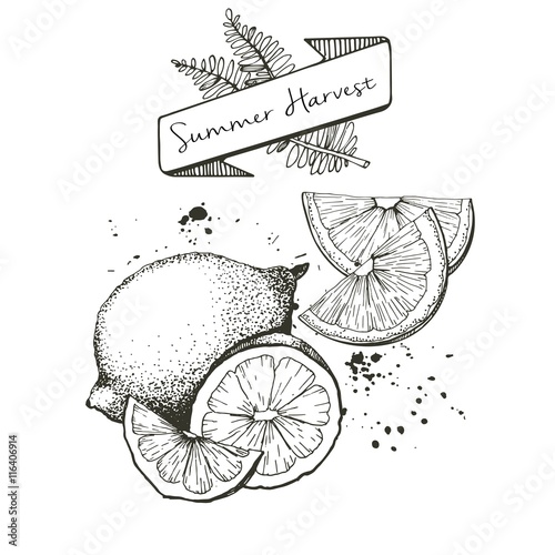 Vector set of summer harvest. Decorated with banner, fern leaves and blots. Lemon, lime and orange slices.