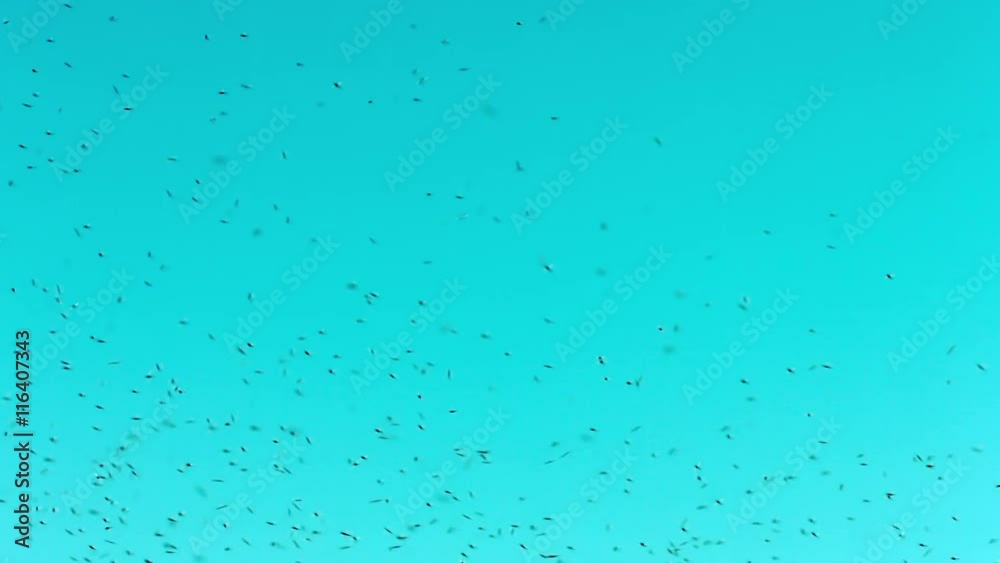 UHD video - Blood-sucking insects in the air UHD video - Blood-sucking insects in the air