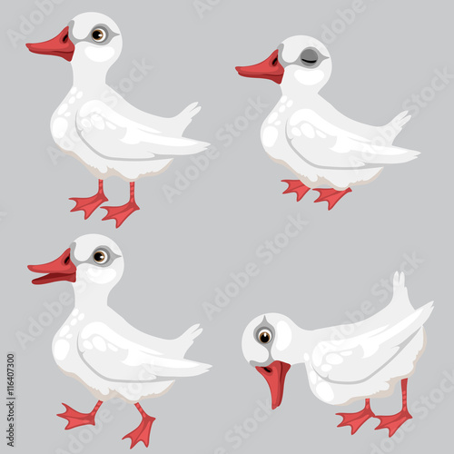 Cartoon white duck in four poses, vector animals © Lady-Luck