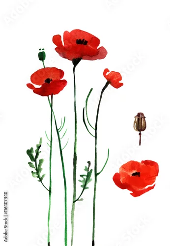 Naklejka na ścianę mak akwarela, ręcznie malowany remis