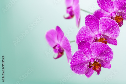Blooming violet orchid flowers on blurred background