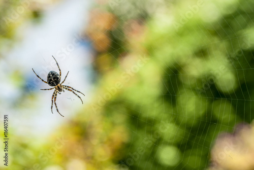 Spinne Kreuzspinne in der Natur