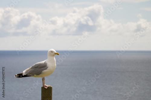 single seagull standing on a pole squawking