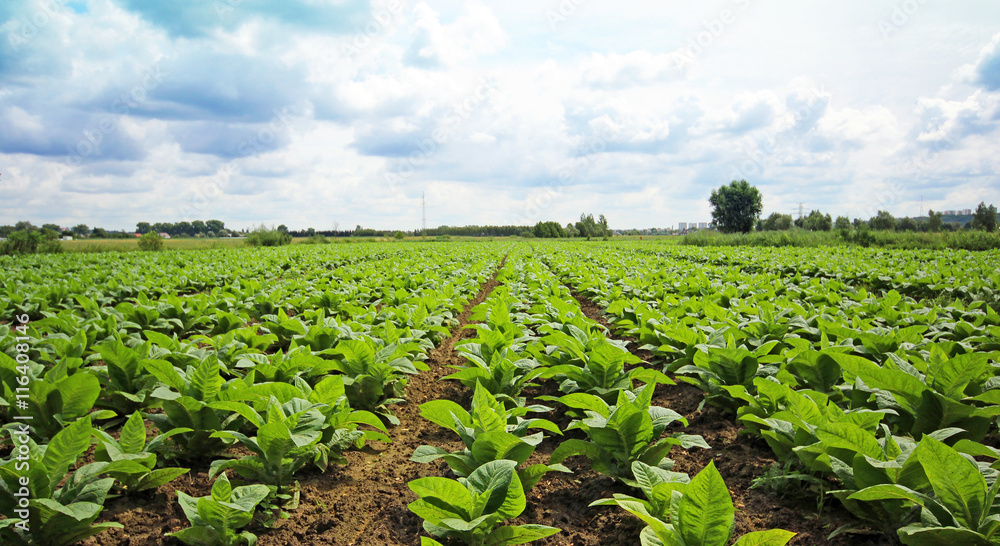 Tobacco field