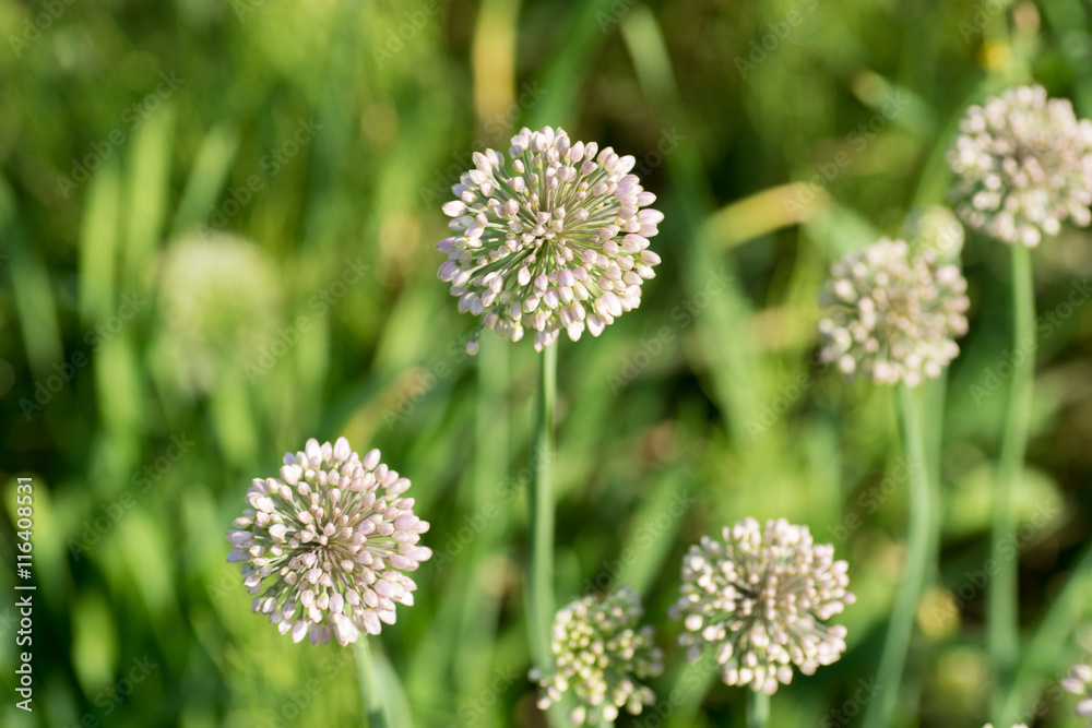 View beautiful of Onion flower stalks. Closeup in summer View beautiful of Onion flower stalks. Closeup in summer