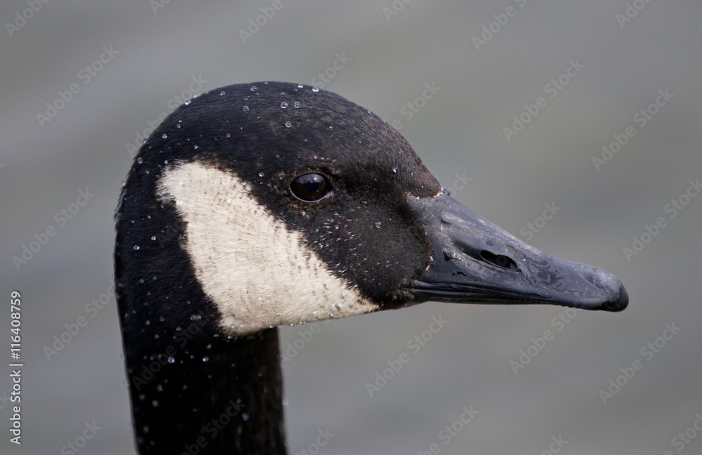 Beautiful background with the head of the Canada goose Beautiful background with the head of the Canada goose