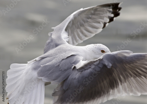 Isolated image of the gull with the wings