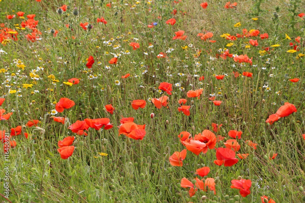 Fototapeta premium Summer wildflowers in the UK