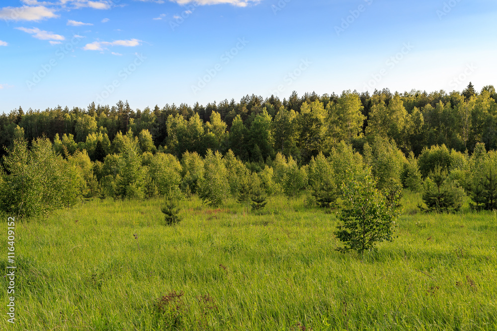 Russian landscape, field, shrubs, trees, forest, summer day