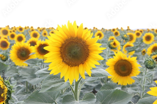 Field of yellow sunflowers in summer