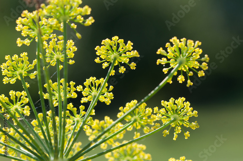 fiori di finocchio primo piano