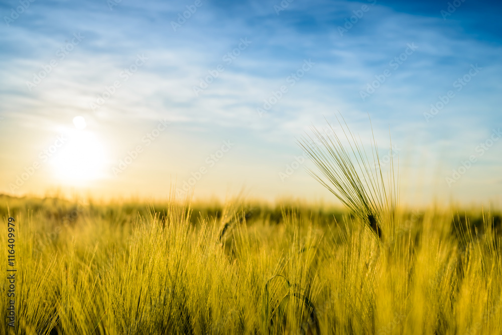 Sun setting over a field of ripening wheat