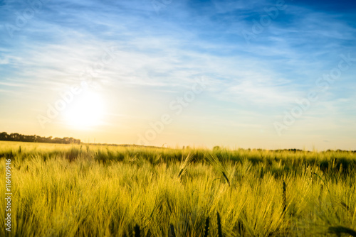 Sun setting over a field of ripening wheat
