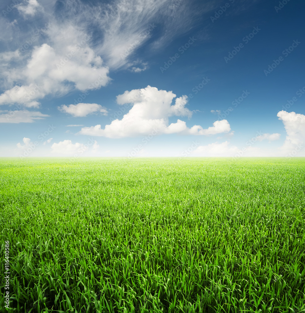 Field at the day time. Agricultural landscape in the summer time.. Field at the day time. Agricultural landscape in the summer time..