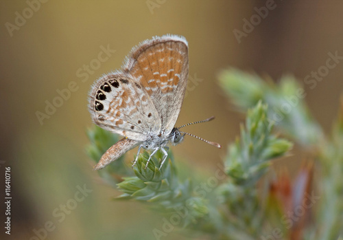 Westerm Pygmy-Blue photo