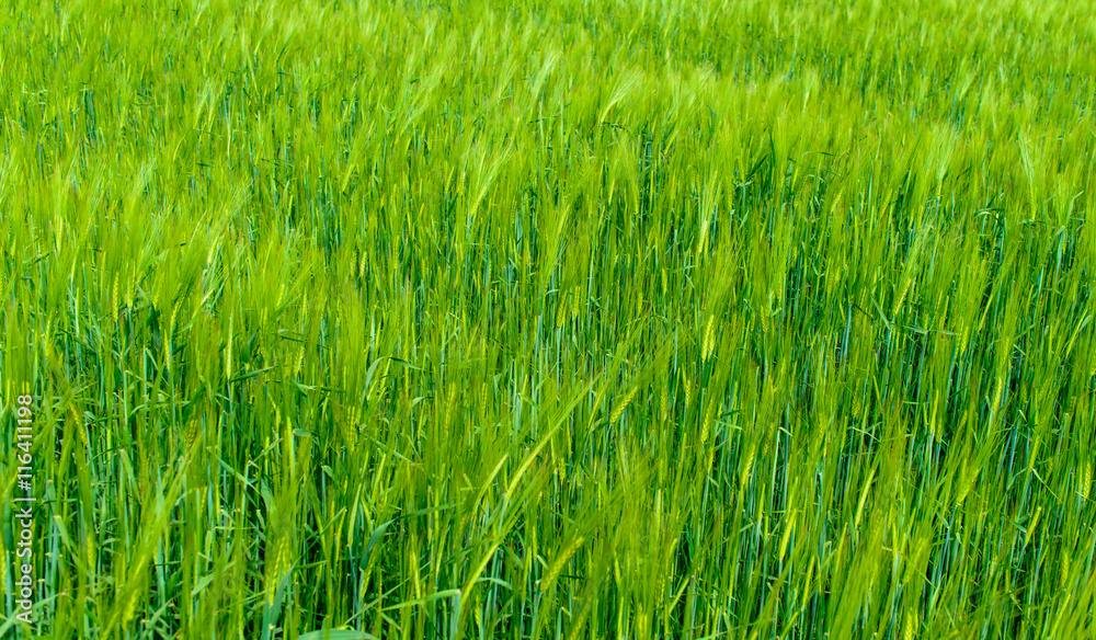 Background of fresh green wheat in a field Background of fresh green wheat in a field