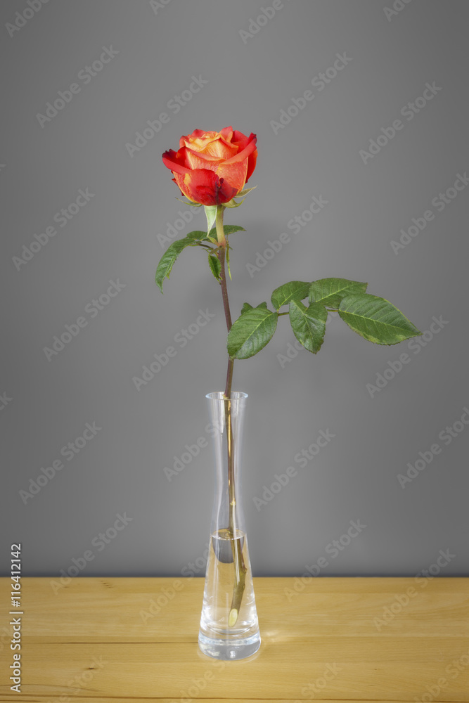 Naklejka premium red rose in front of a gray wall