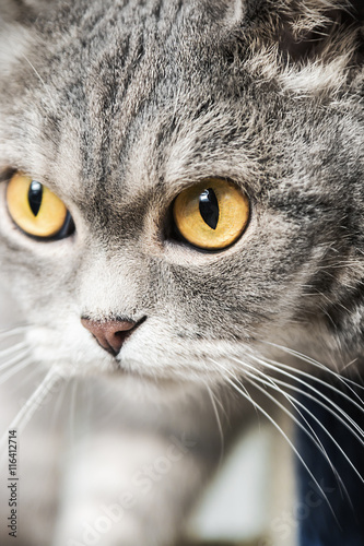 British cat on the hunt