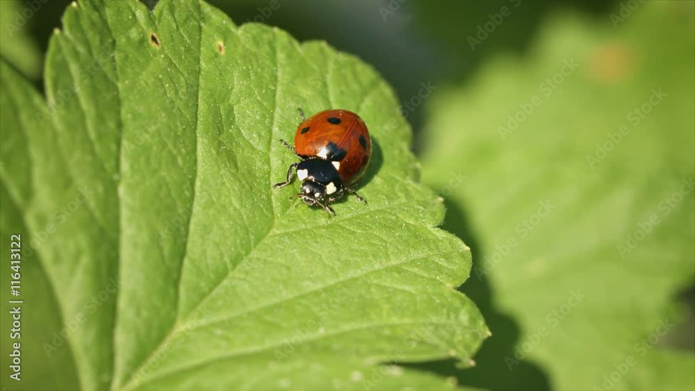 Video FullHD - Coccinella septempunctata (seven-spot ladybird) on green leaf of currant Video FullHD - Coccinella septempunctata (seven-spot ladybird) on green leaf of currant
