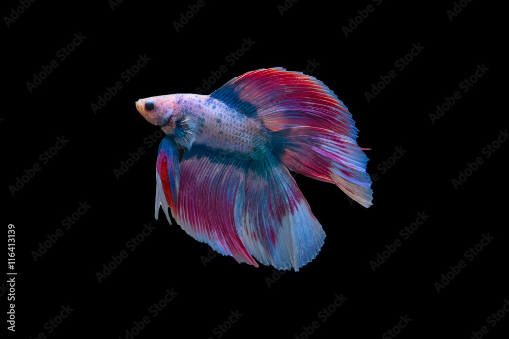 Siamese fighting fish isolated Siamese fighting fish isolated