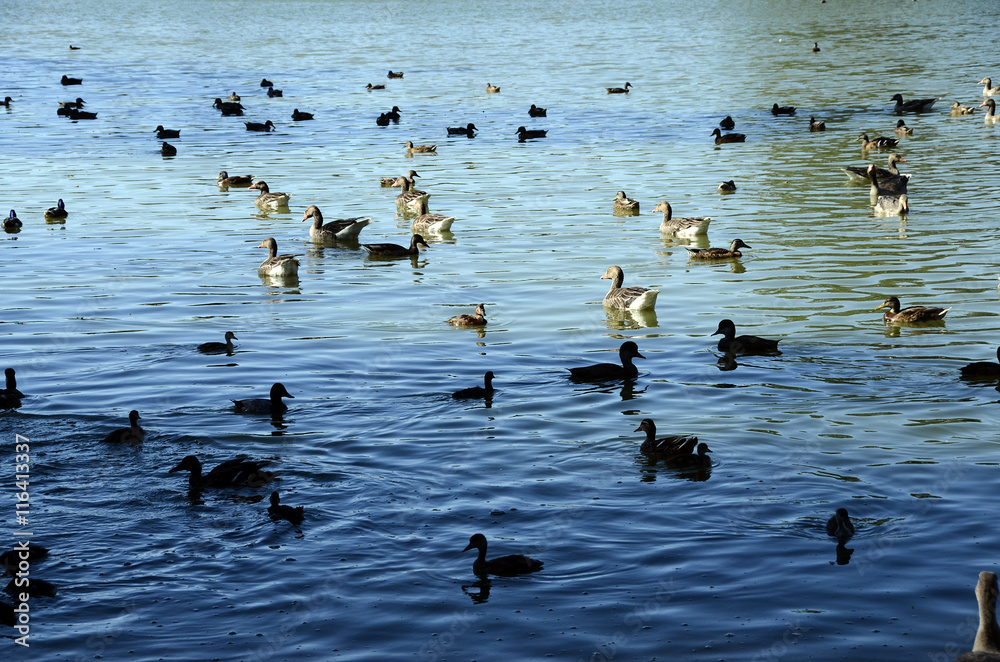 Ducks and goose on lake Ducks and goose on lake