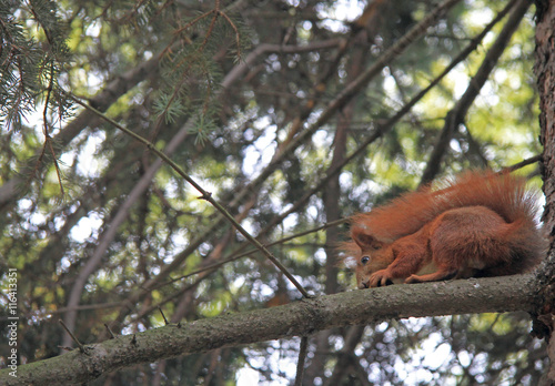 Red Eurasian squirrel sitting on the tree