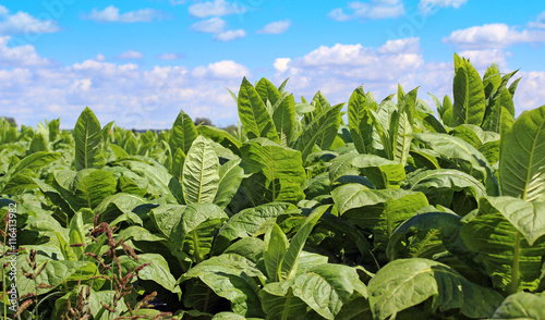 Tobacco field