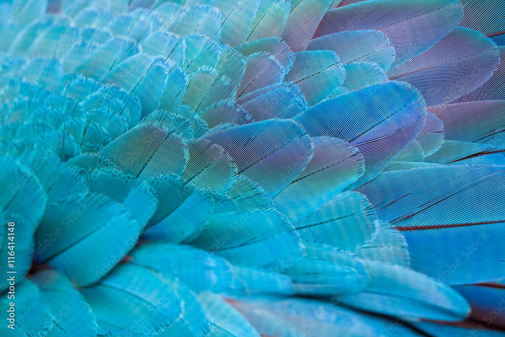 Pattern of colorful feathers