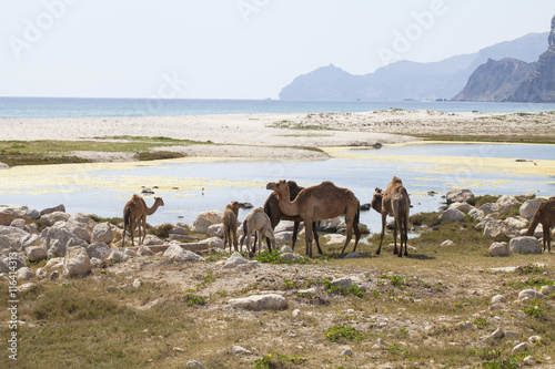 Camels in Dhofar mountains, Oman © jbphotographylt