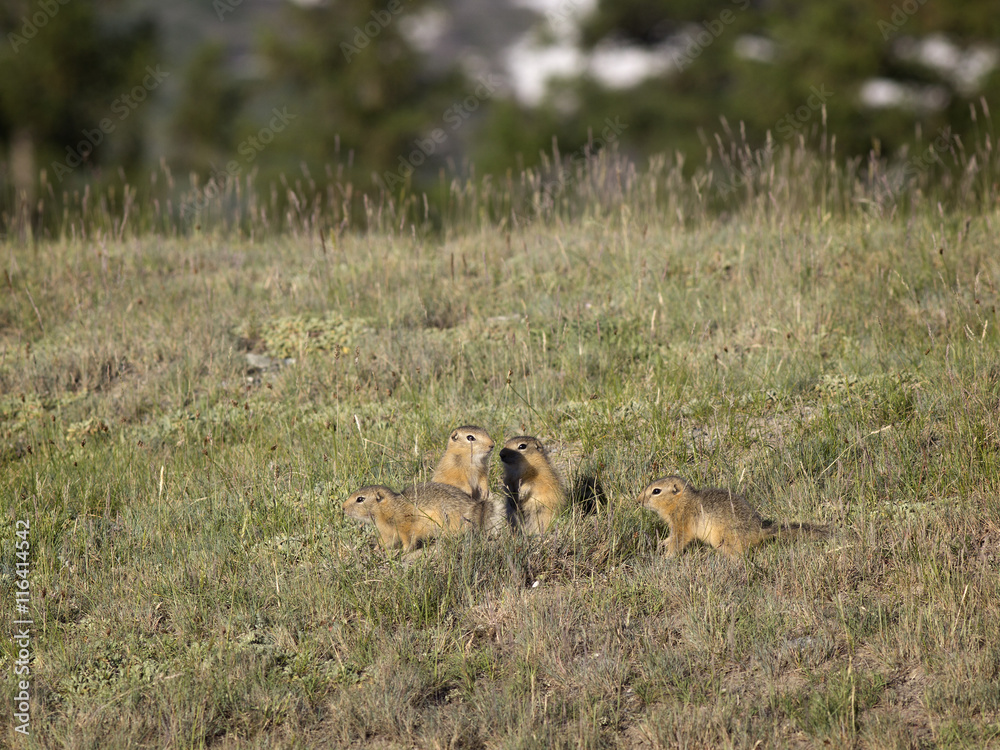 A family of gophers in the grass A family of gophers in the grass