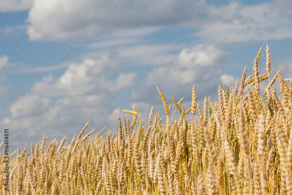 Fototapeta premium wheat ears closeup on blue sky background