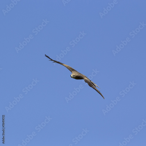 Kite flying in the blue sky