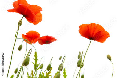 Fototapeta Naklejka Na Ścianę i Meble -  Poppy flowers isolated on white background
