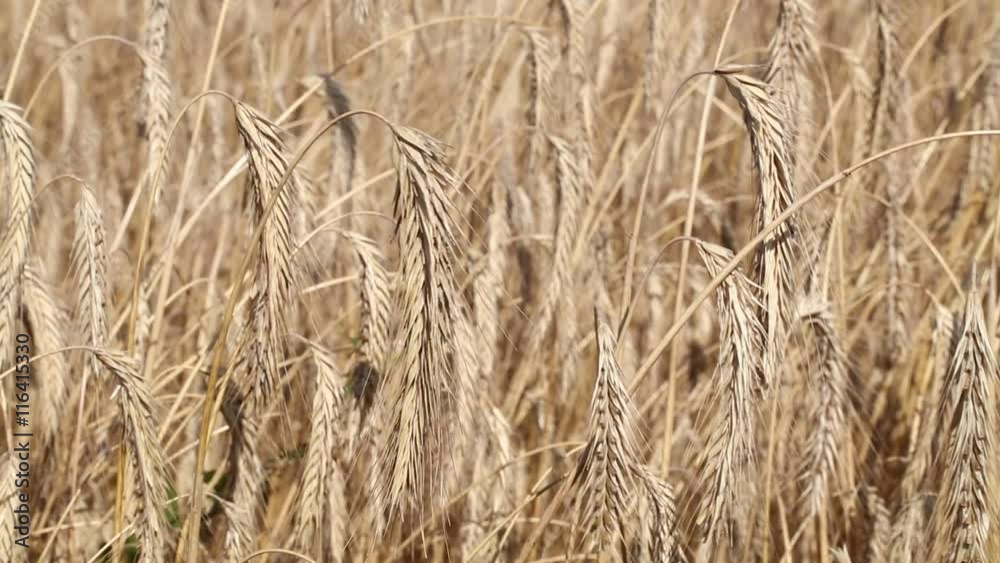 Field of ripe mature wheat full ears spikes shaking trembling in the wind, close up