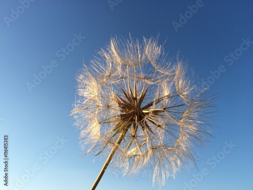 Pusteblume vor blauem Himmel