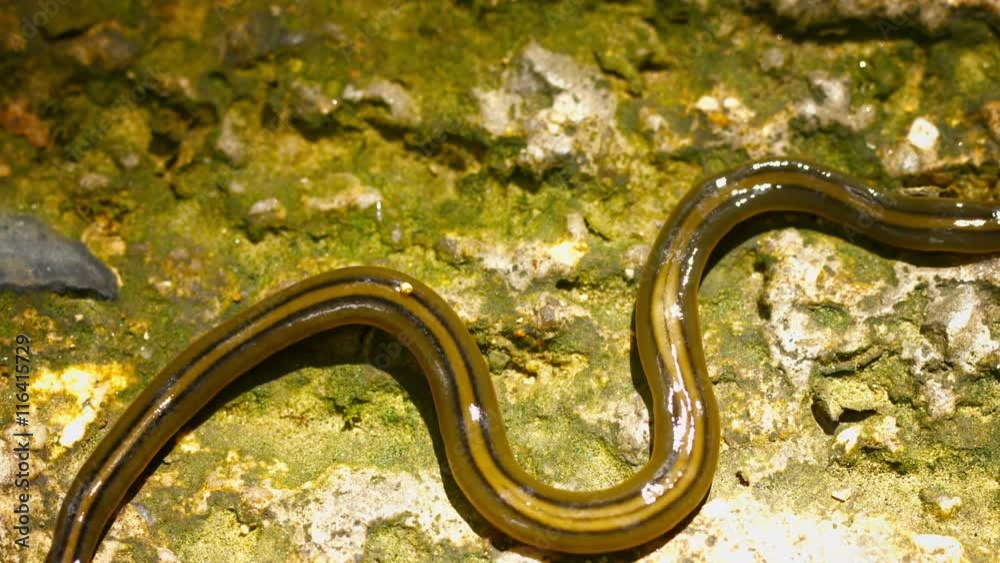 Video FullHD - Bipalium (hammerhead worm) looking for prey. Thailand