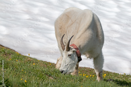 Male Billy Goat grazing next to Hurricane Hill snowfield in Olympic National Park photo