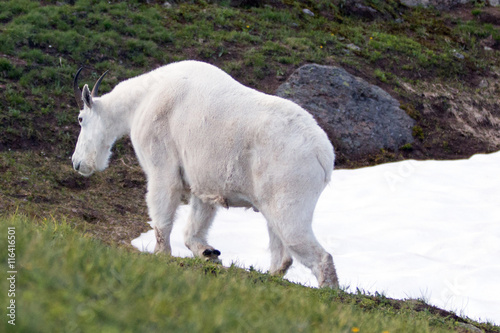 Male Billy Goat walking next to Hurricane Hill snowfield in Olympic National Park