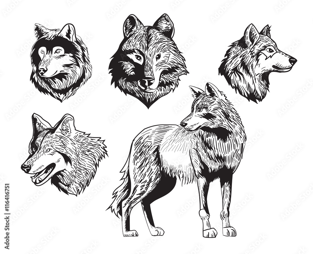 Fototapeta premium szkic rysunek sylwetka wilka na białym tle