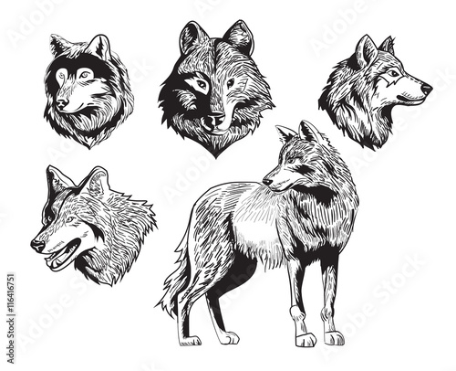 sketch drawing wolf silhouette set on white background